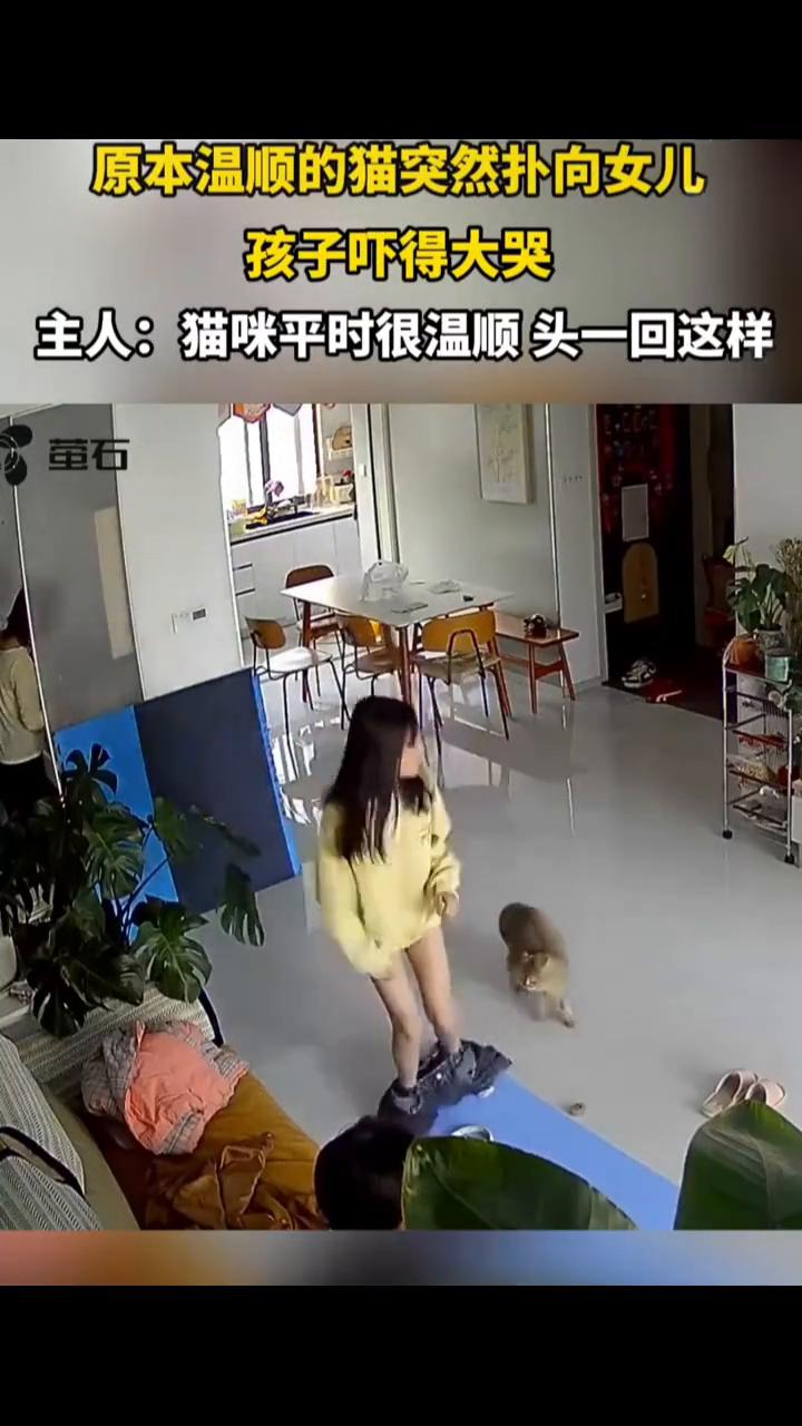 原本温顺的猫突然扑向女儿，孩子吓得大哭。主人：猫咪平时很温顺，头一回这样。萤石