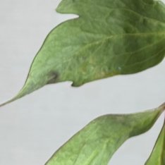 2200老公冷脸世首萌初乌牡丹种植方法最佳栽植时间初乌牡丹的栽植最佳时期为9月