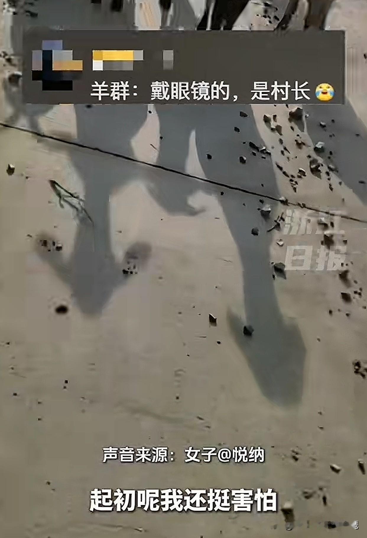“笑不活了！”最近河北顺德有个女子去采蘑菇，结果被一群羊“盯上了”，简直像在上