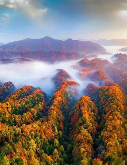 光雾山红叶上线，邂逅国内顶级秋日画卷🍁当秋风吹过米仓山脉，漫山红叶层层铺展，