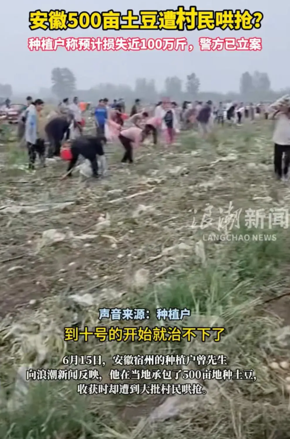宿州抢土豆、徐州抢桃，村民何以如此无法无天？  前几天安徽宿州数百村民成群结队
