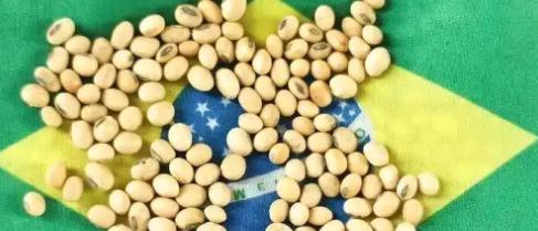 当一船满载6.9万吨巴西大豆的货轮靠泊江苏泰州码头时，谁也没想到，大豆中混入了约