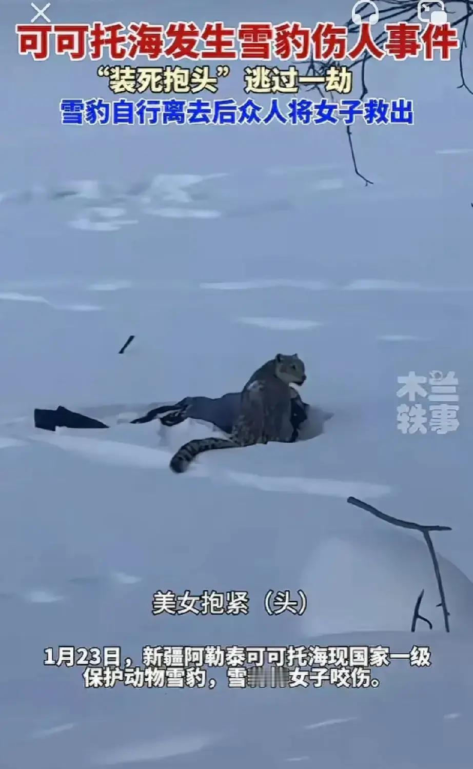 可可托海景区凌晨通报，一只雪豹闯进牧民羊圈咬死六只羊。工作人员连夜赶到，把雪