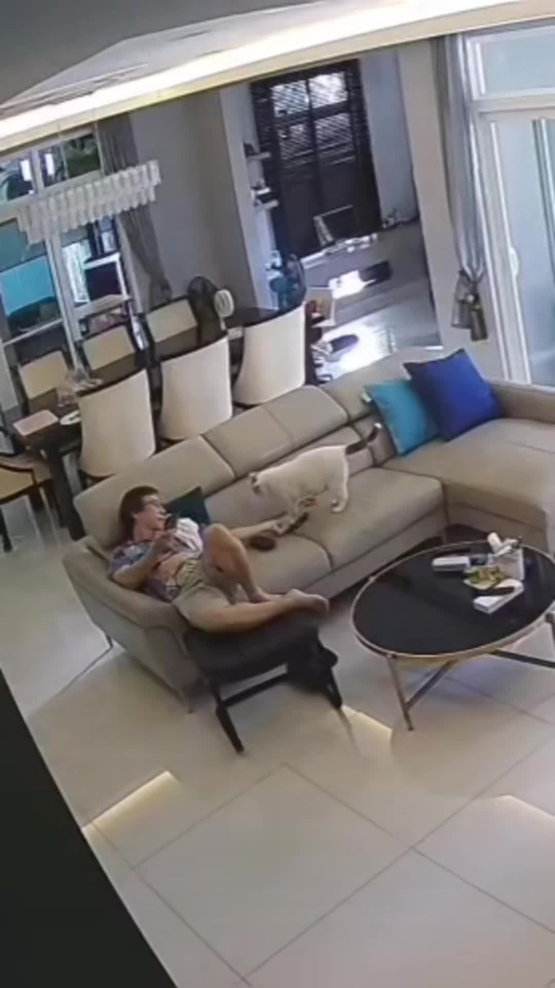 开始还不同意养猫呢