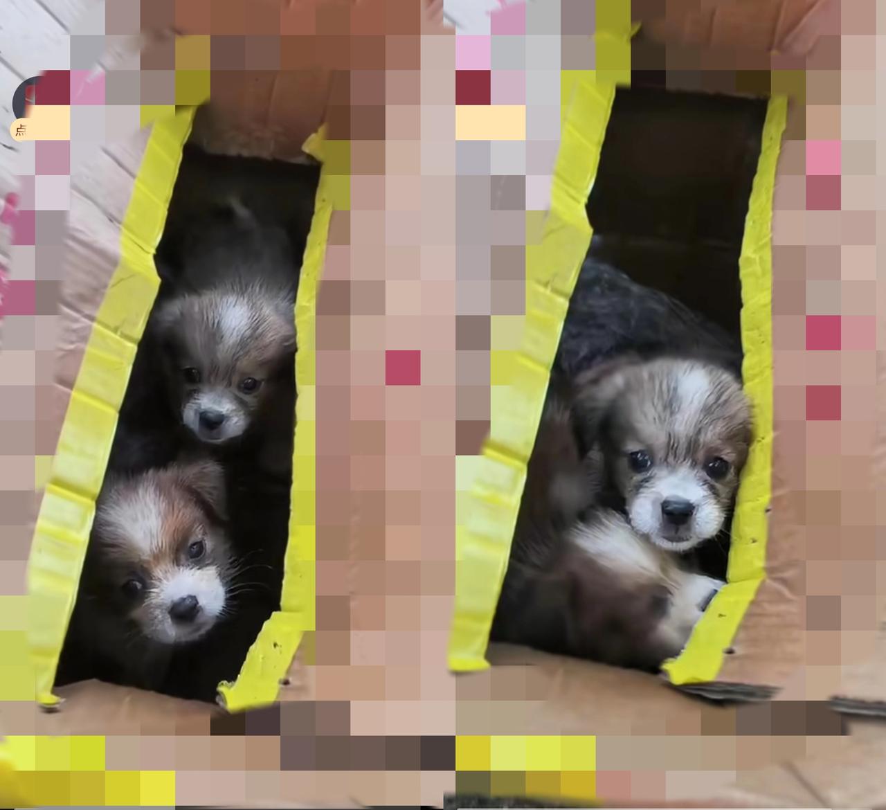 家人们谁懂啊！遇到被遗弃的小狗，捡还是不捡？今天出门，在路