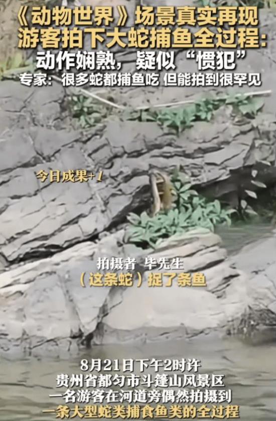 “解释不清了！”贵州，男子发现岩石上有一条蛇，它口中似乎衔着什么东西，起初他以为