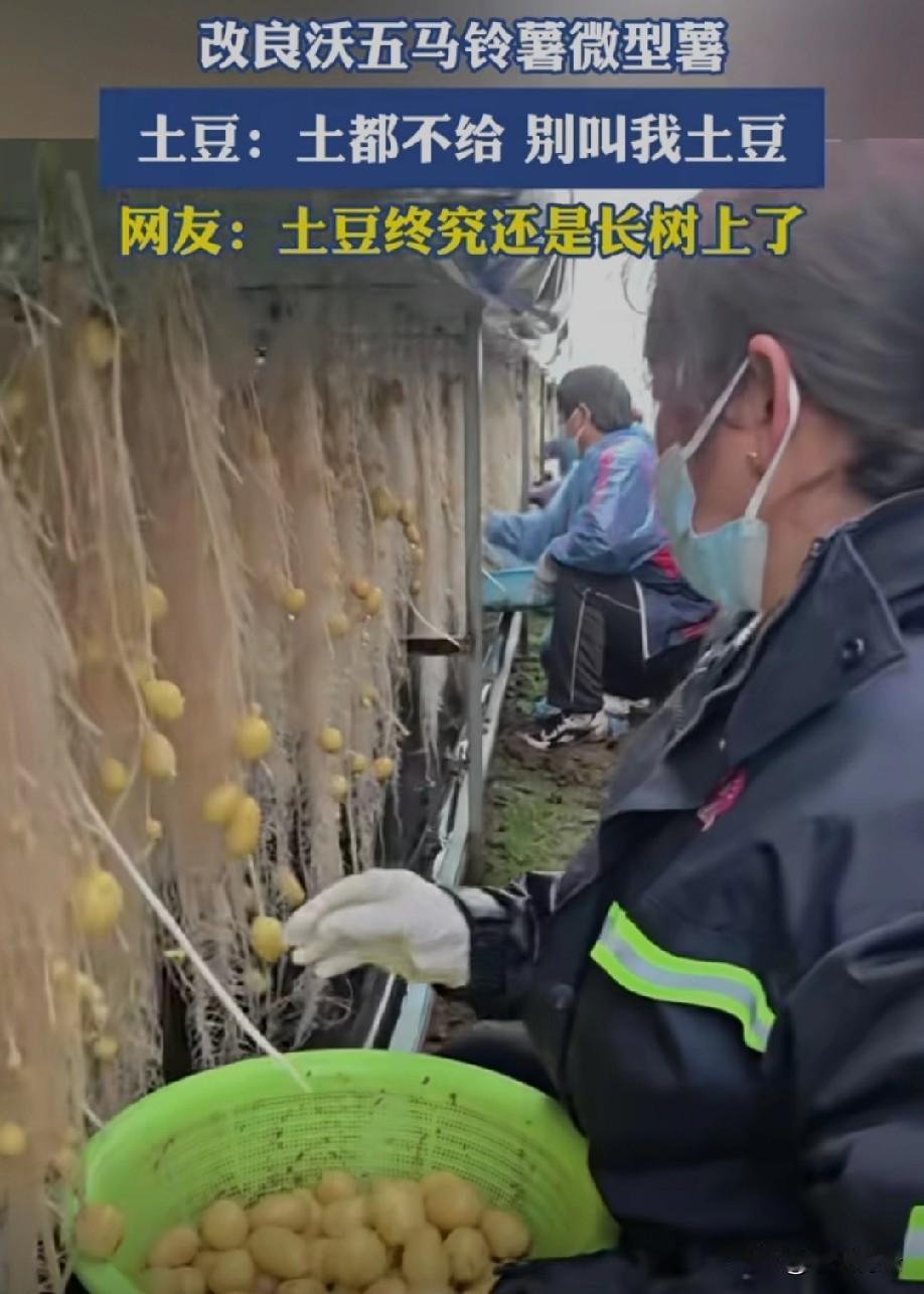 土豆吃的就是一个地气这样的种植方式都整没地气了根块类蔬菜