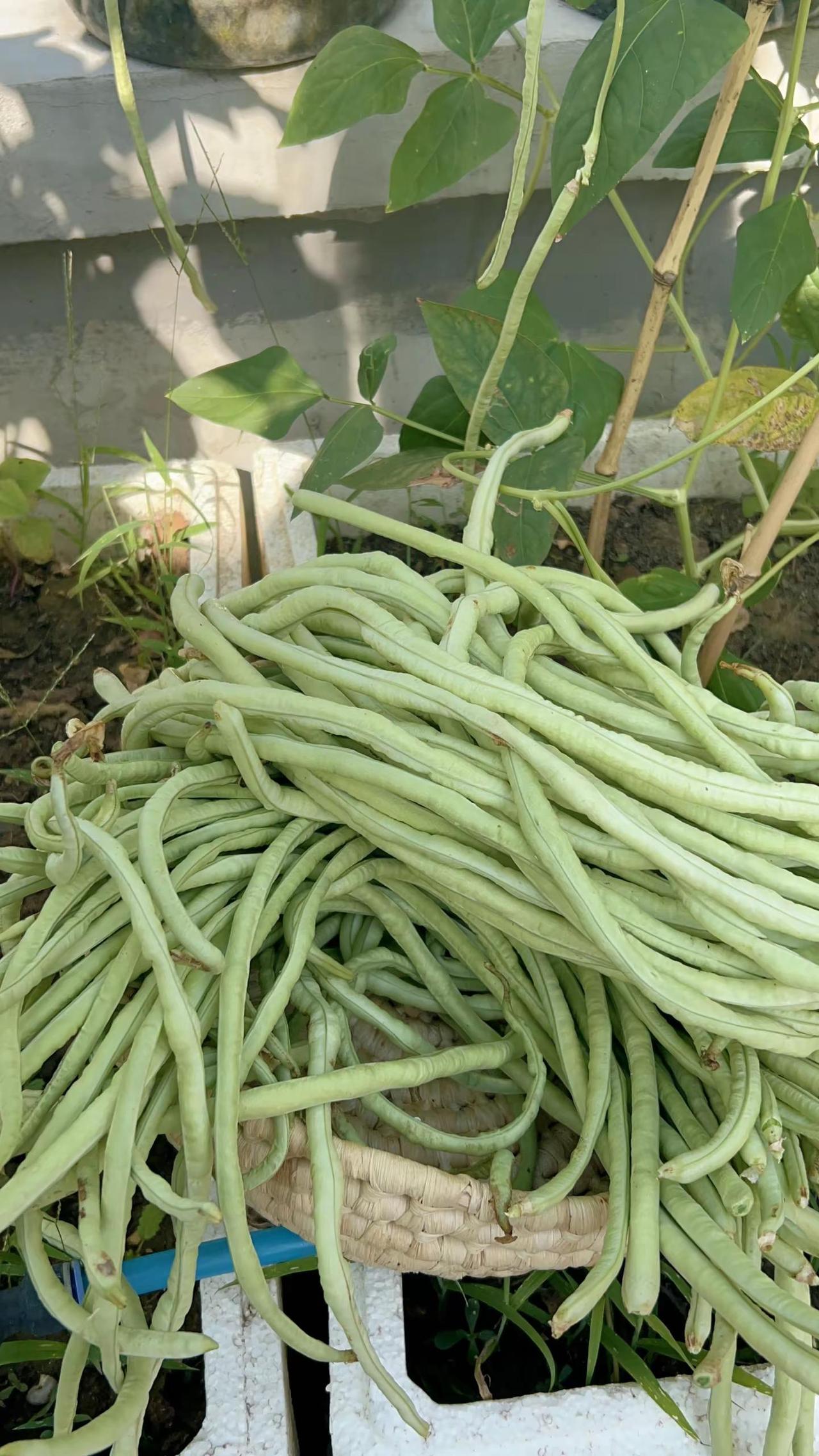 楼顶种菜收的豆角吃不清，咋办呢？创作者中心收益