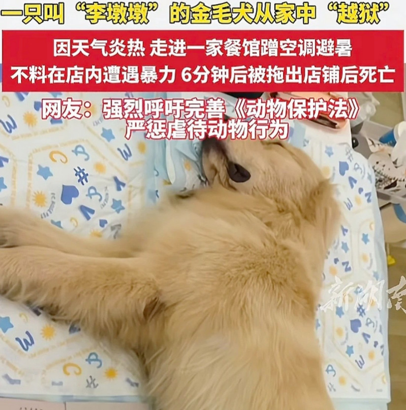 痛心！湖南永州金毛犬“李墩墩”6分钟惨死，生命不该如此消逝！最近湖南永州出