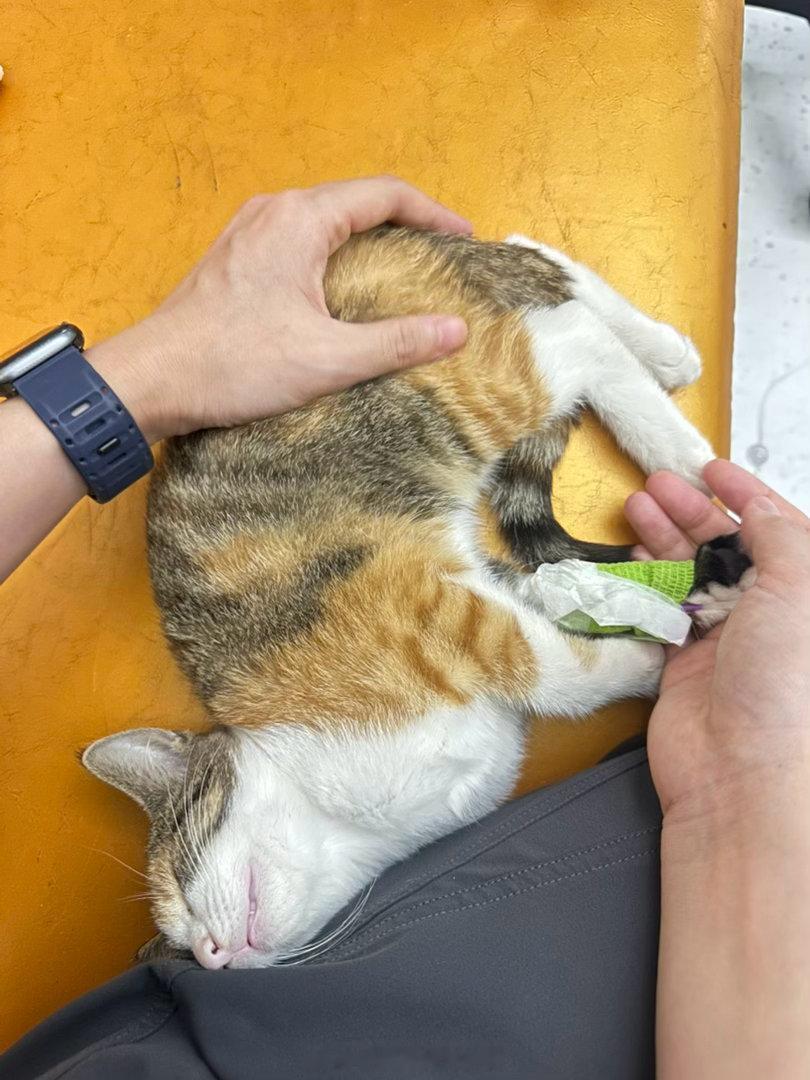 早上7点被猫叫吓醒，露露经历了急性肠胃炎+球虫导致的拉大稀呕大吐之后，带去医院挂水。（也是没想到就从