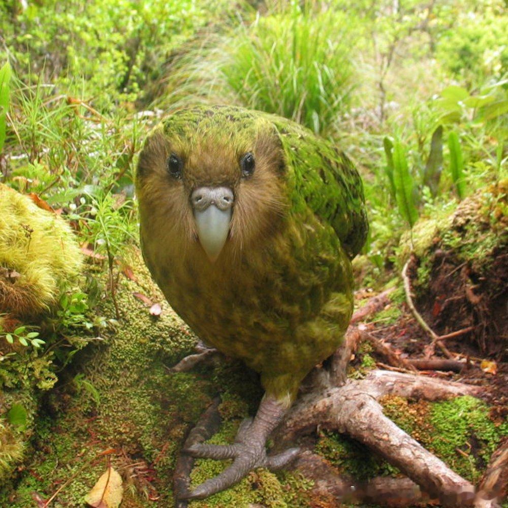鸮鹦鹉（kākāpō）是世界上最重且唯一不会飞的鹦鹉，它们的一生几乎都在新西兰的