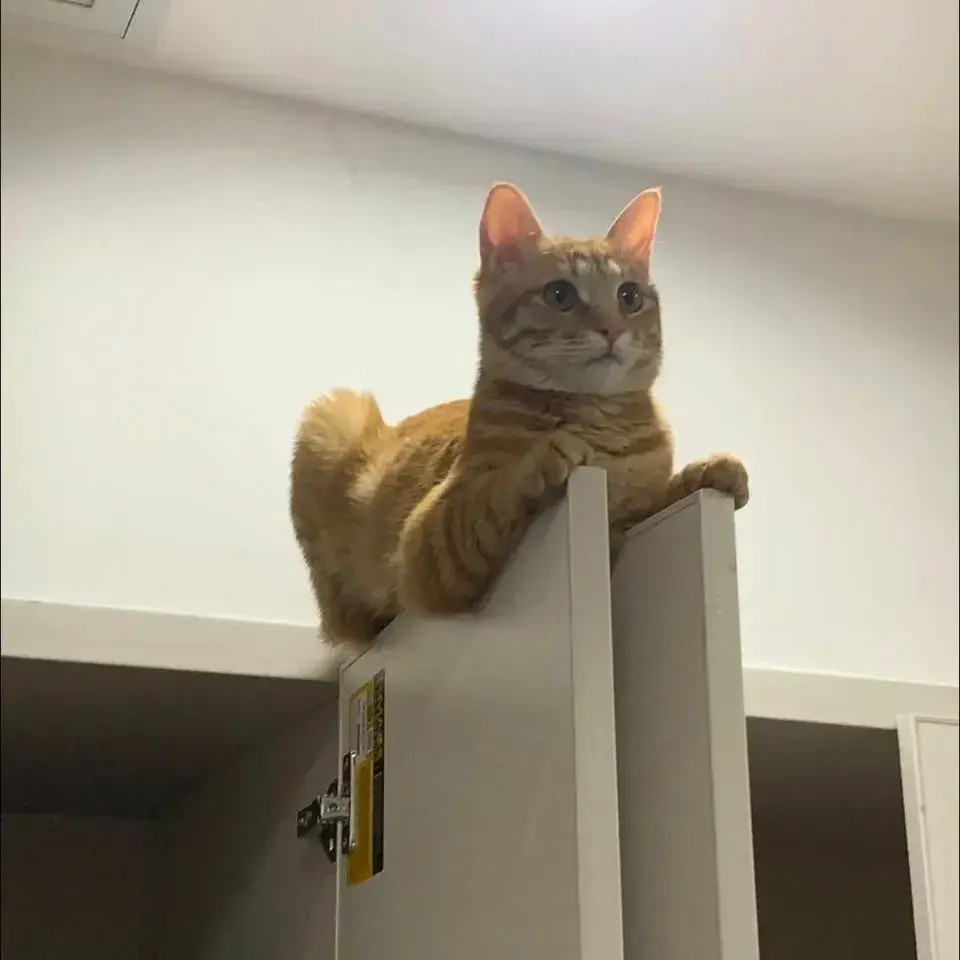 优雅的猫猫