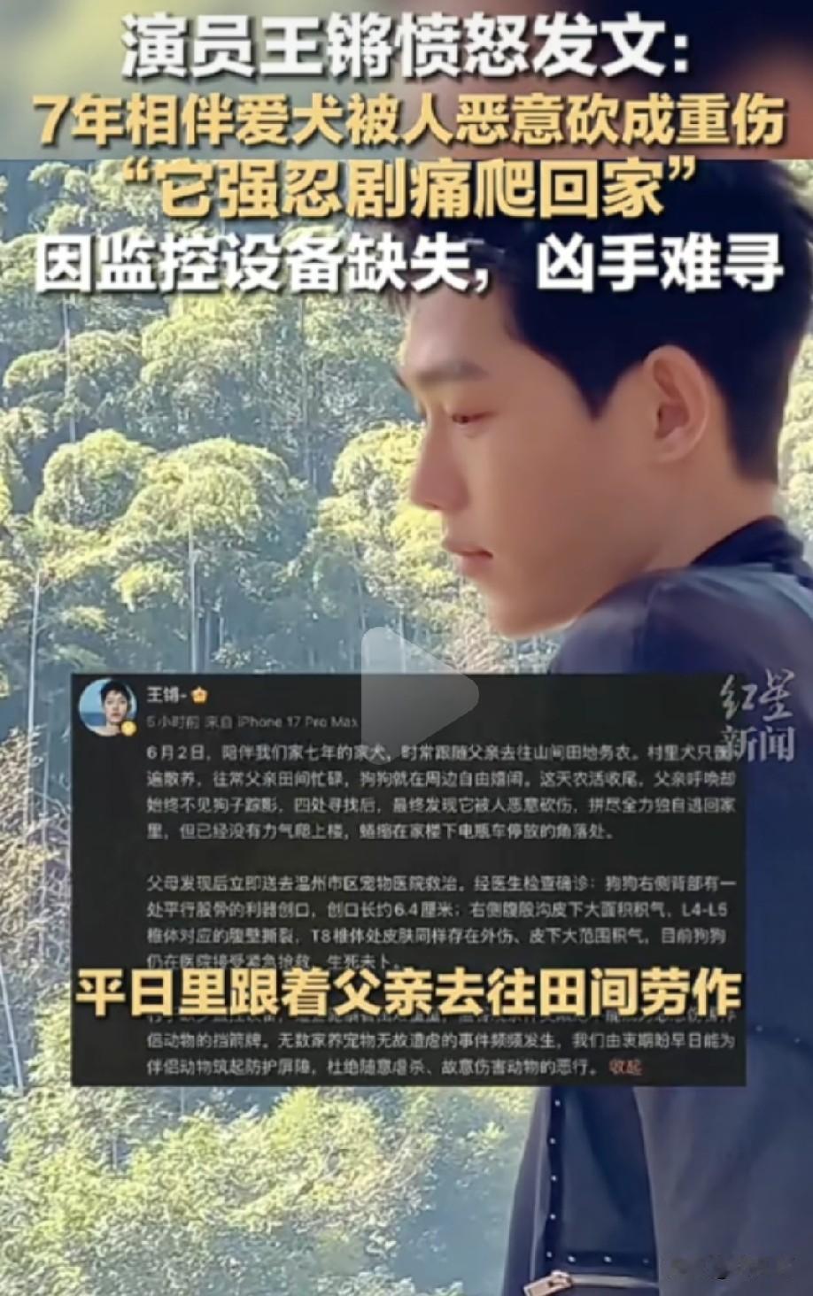 一个叫王锵的演员，他爹养的狗因为长期不拴绳被别人砍成重伤，他在网上发帖泄愤。
