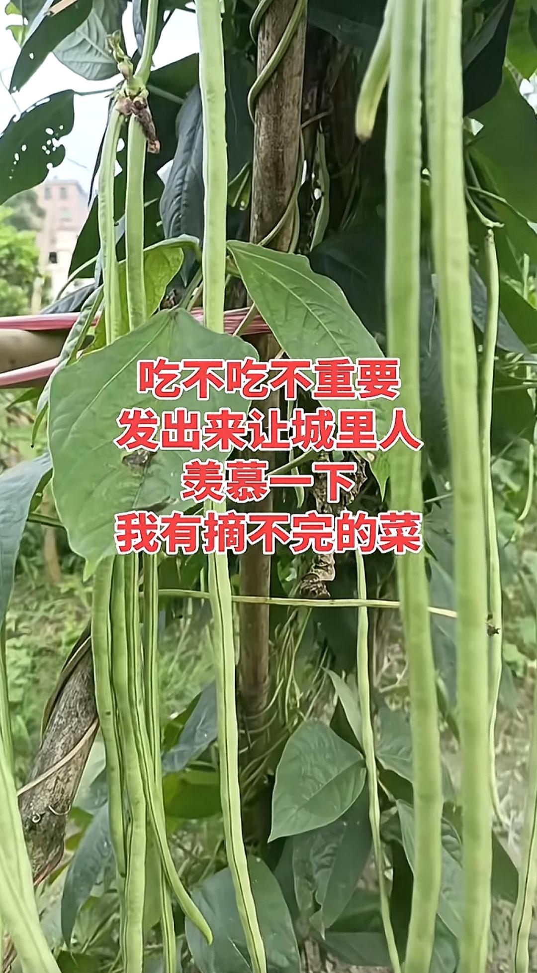 豆角长得真旺盛，丰收在望！这个菜山东和河南吃的最多吧。南方人吃吗？