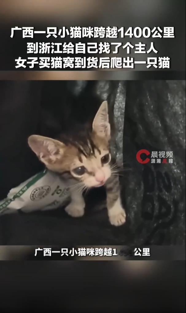 “跨越千里去见你！”浙江永康，一名女子网购了一个猫窝，收到快递后，里面竟然传出了