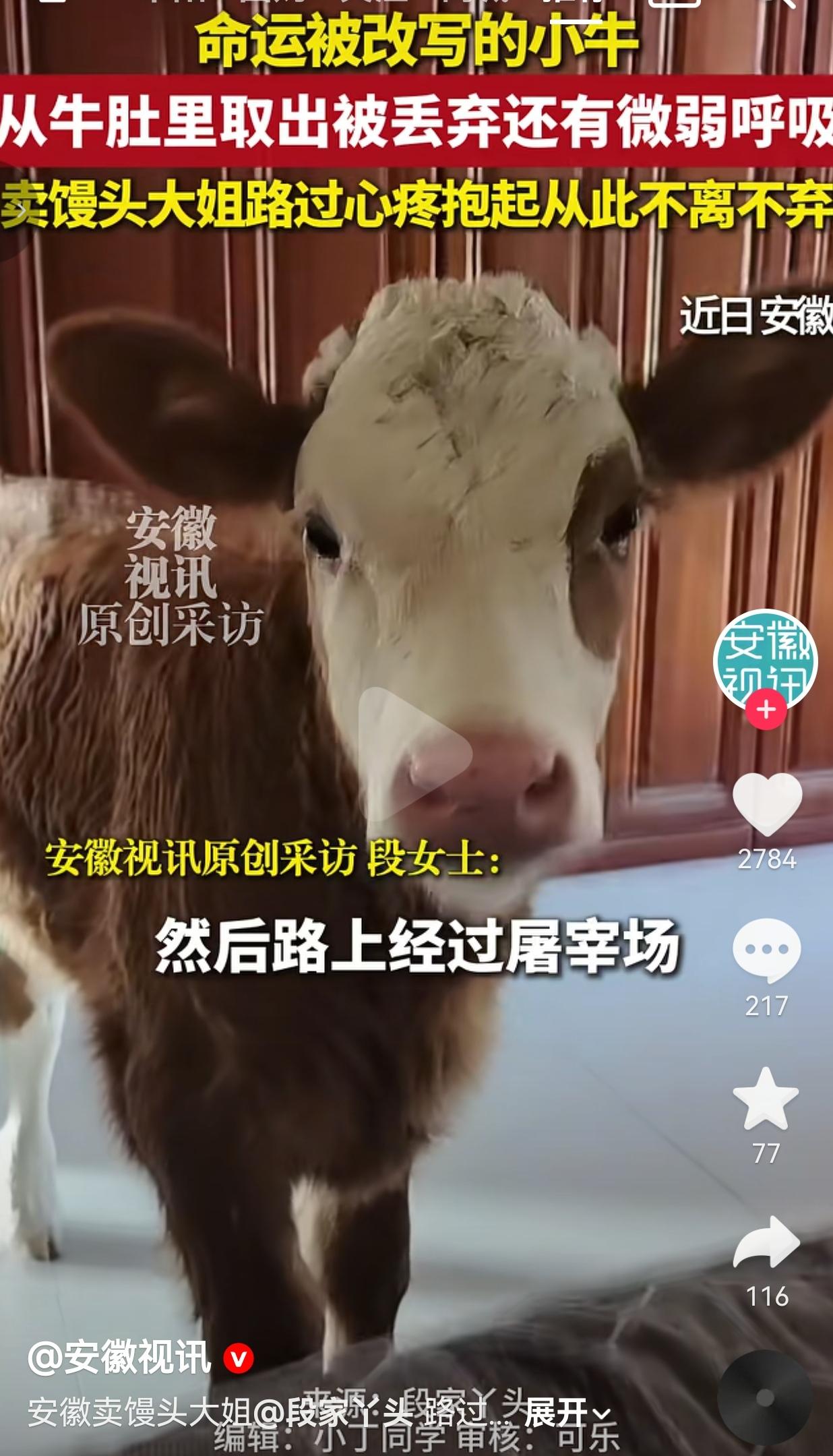 安徽卖馒头大姐，救下屠宰场丢弃的濒死小牛，一直悉心照顾不离不弃真的被这位普