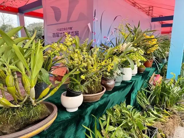 云南大理兰园惊现1500万天价兰花！五名保安日夜守护，这株“草”凭什么比豪宅还贵