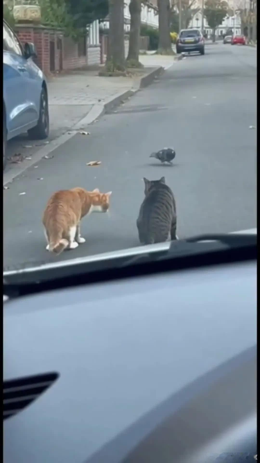 对不起小猫咪…哈哈哈萌宠宠物