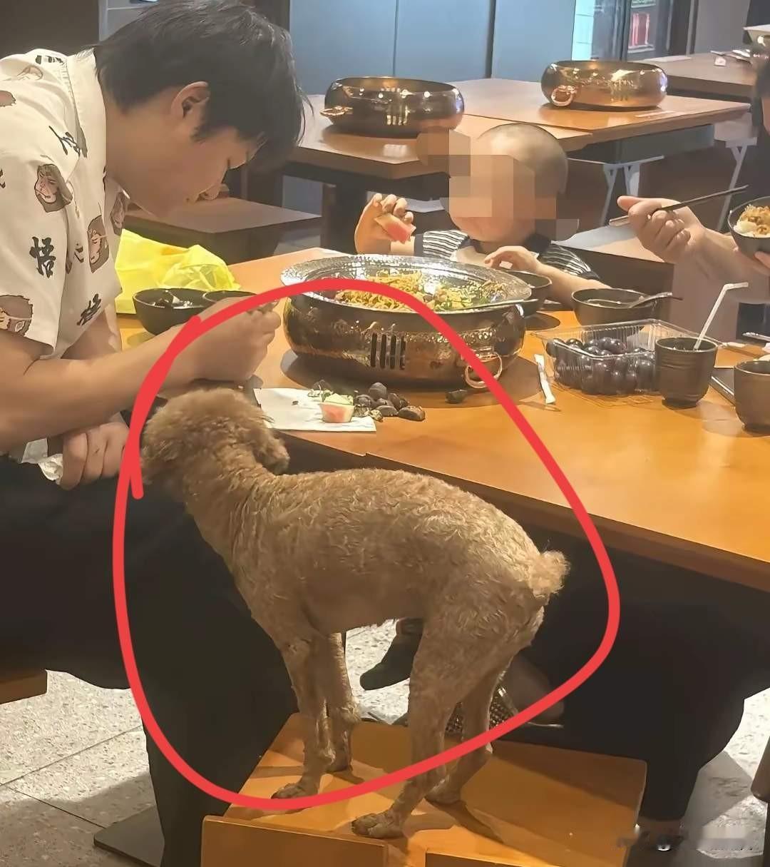 这一次，合肥走在了前头！合肥对于有人带狗下馆子开出了罚单，店家也跟着受处理！