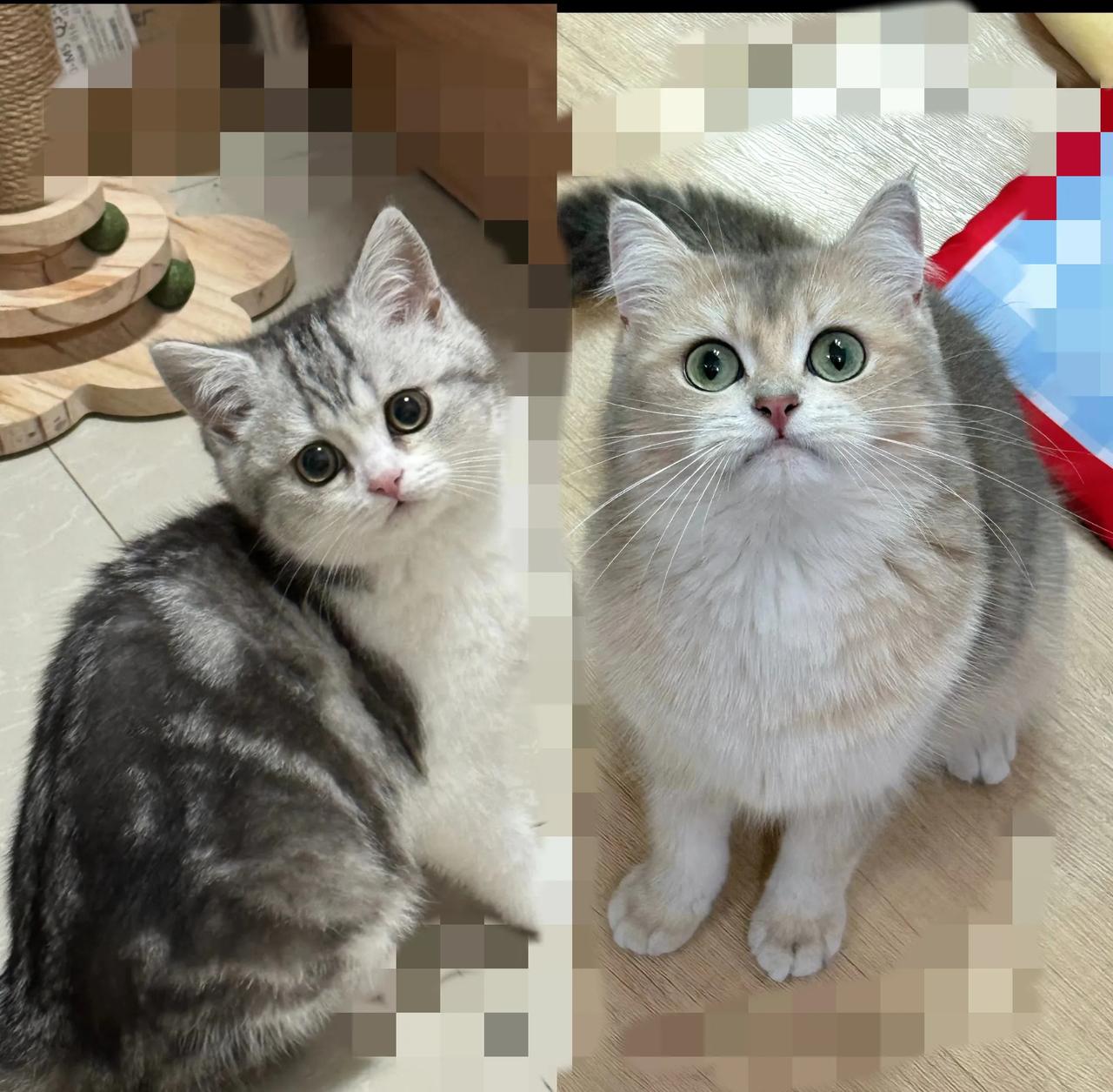 以前总觉得养宠物超脏，直到养了我家母猫才被狠狠打脸！原来猫比好