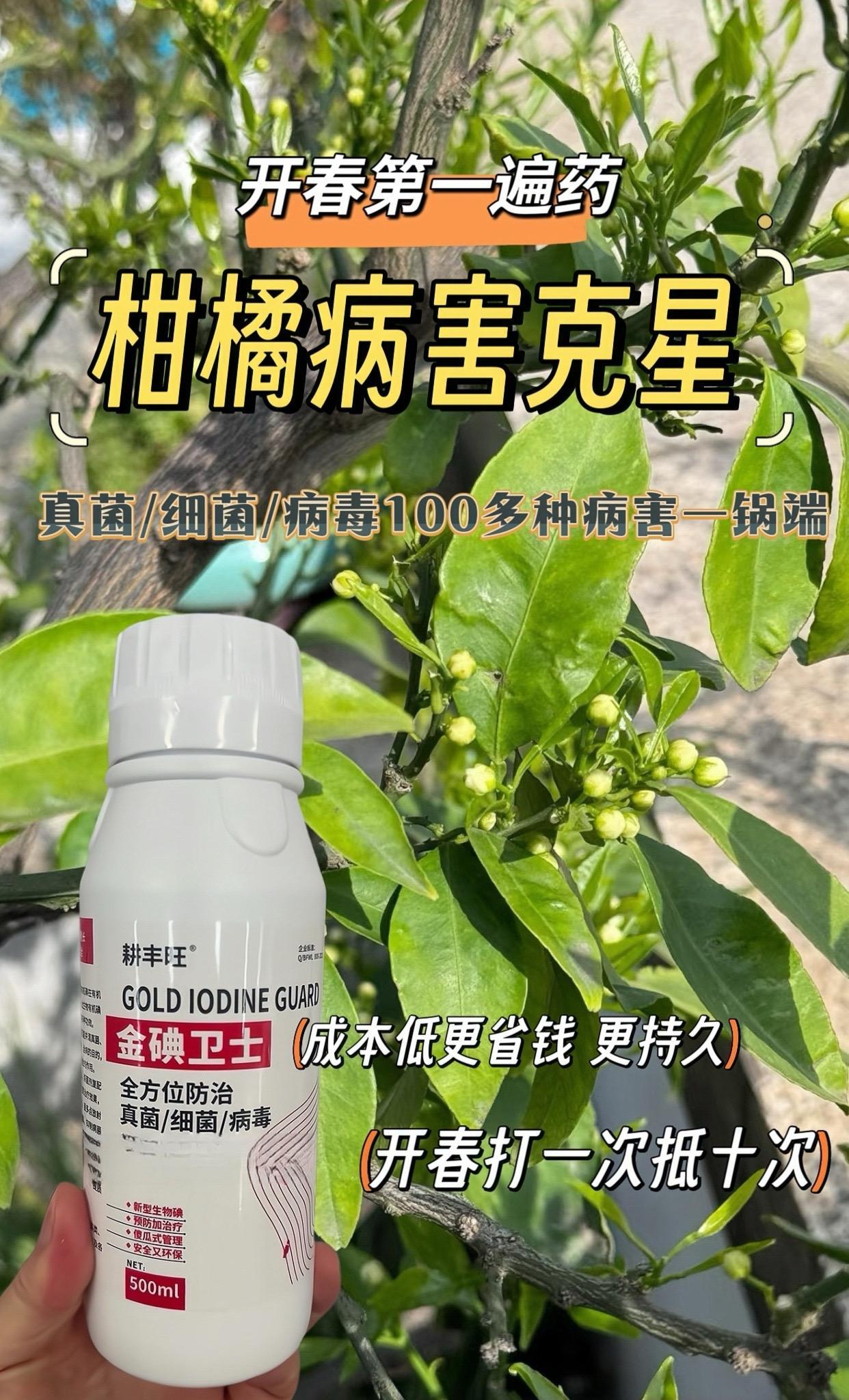 柑橘病害克星,开春第一遍药预防溃疡/沙皮/褐腐病,让果皮长更好更亮丽柑橘种植果