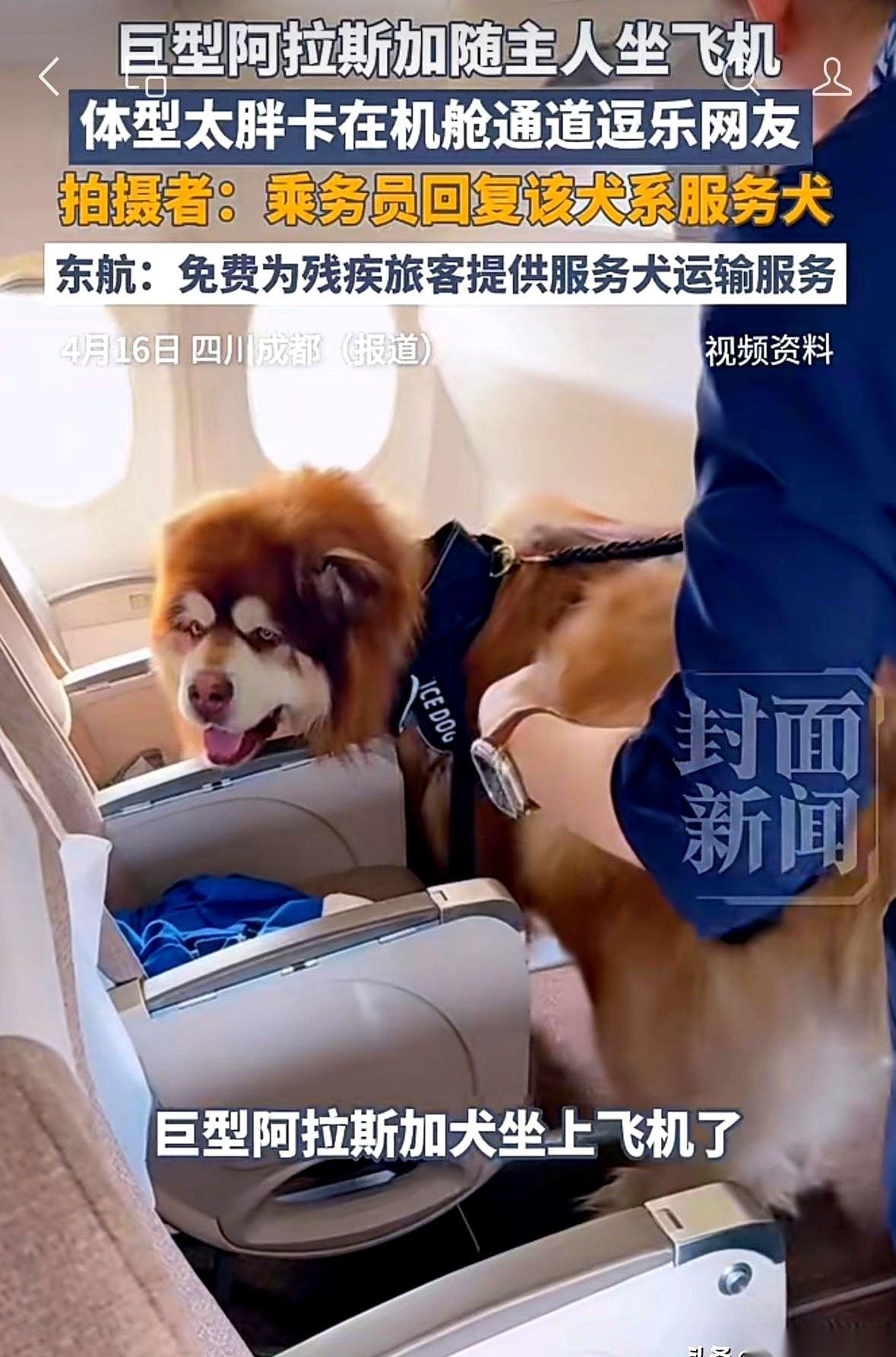 东航的一架飞机突然在网上火了，起因是一只卡在机舱过道里的阿拉斯加犬。这大家伙像