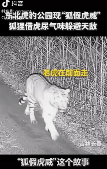 “上人民日报了!”吉林长春，一只大老虎在前面走，身后远远跟着一只小狐狸，等老虎