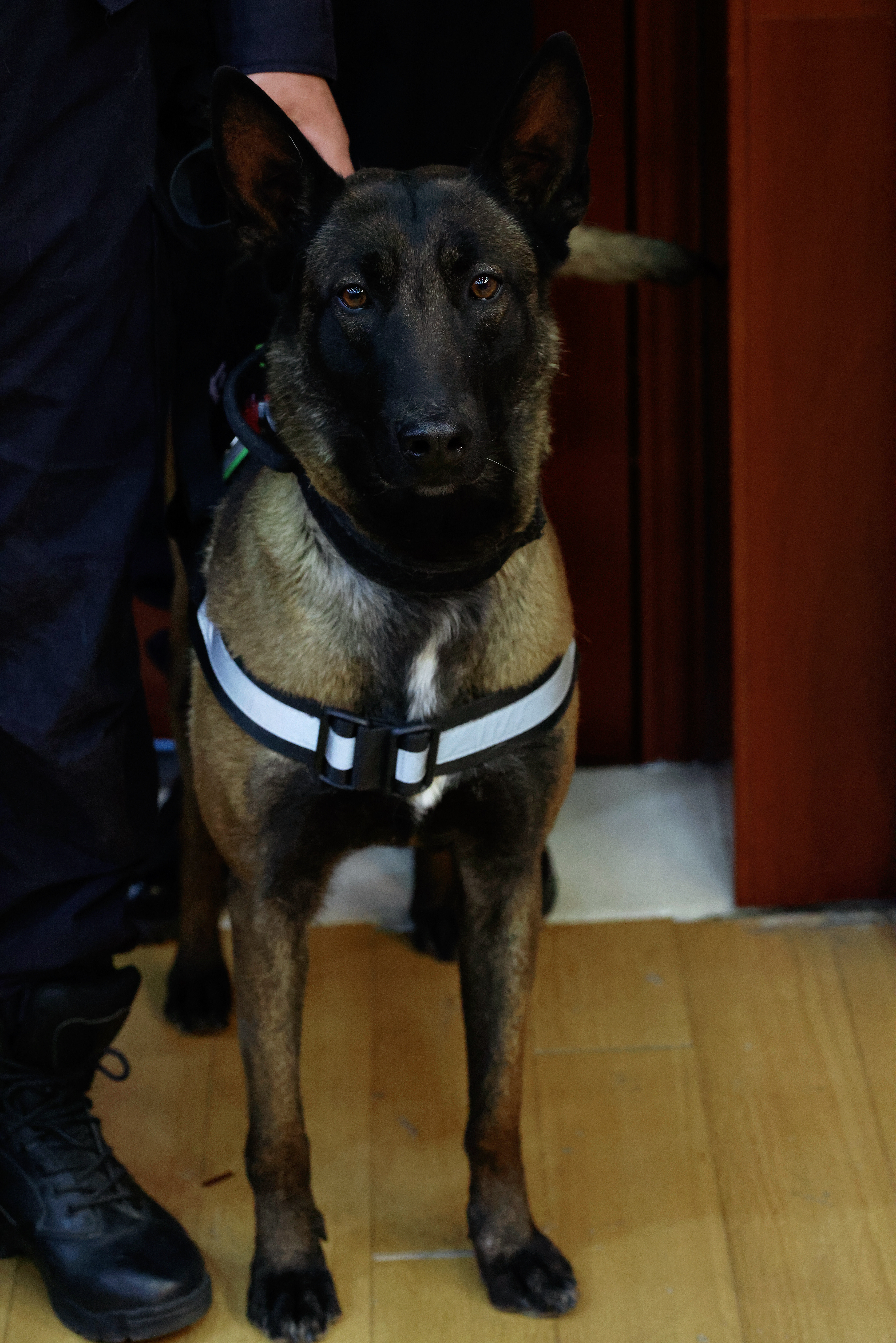 今天拍到真狗了