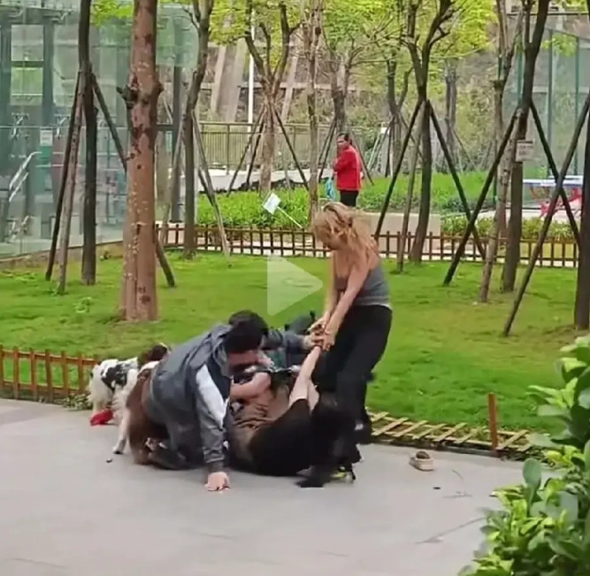 又是一起遛狗引发的打架事件，似乎也都牵了绳子，还是狗咬狗，人打人，闹得不可开交，