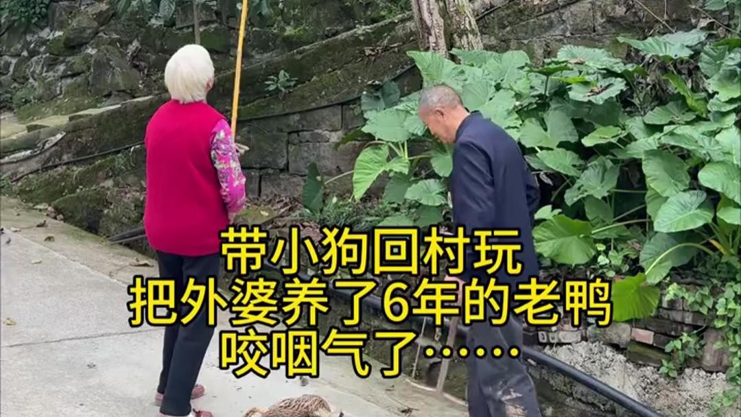 狗子回村闯大祸,女子抱着狗躲树上 外公直接锯树