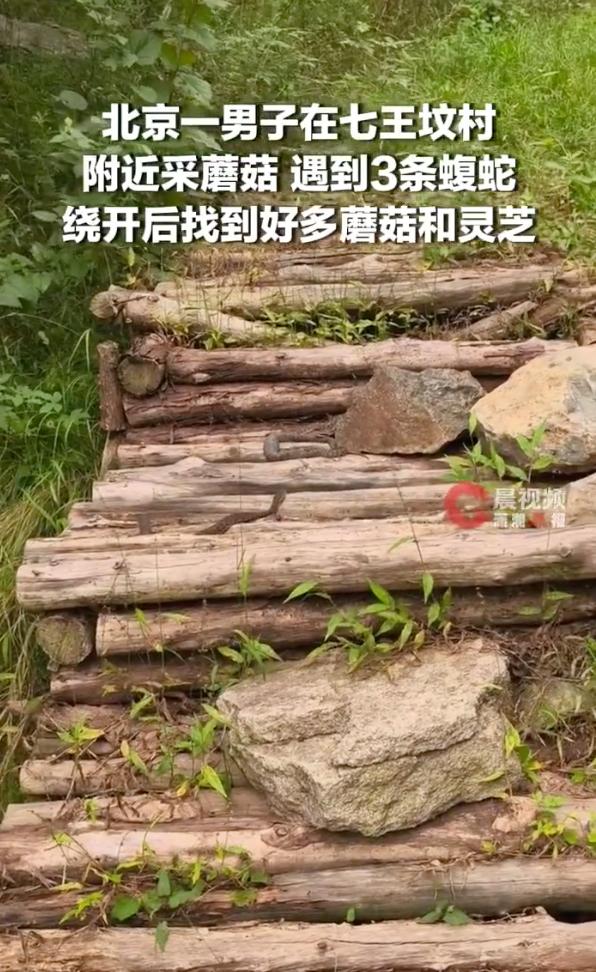 “太吓人了！”北京海淀，一名男子上山采蘑菇，走到一处木堆时，突然看见3条疑似蝮蛇