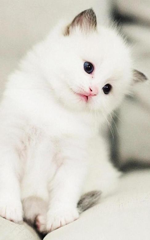 分享一张猫咪照片随手拍～