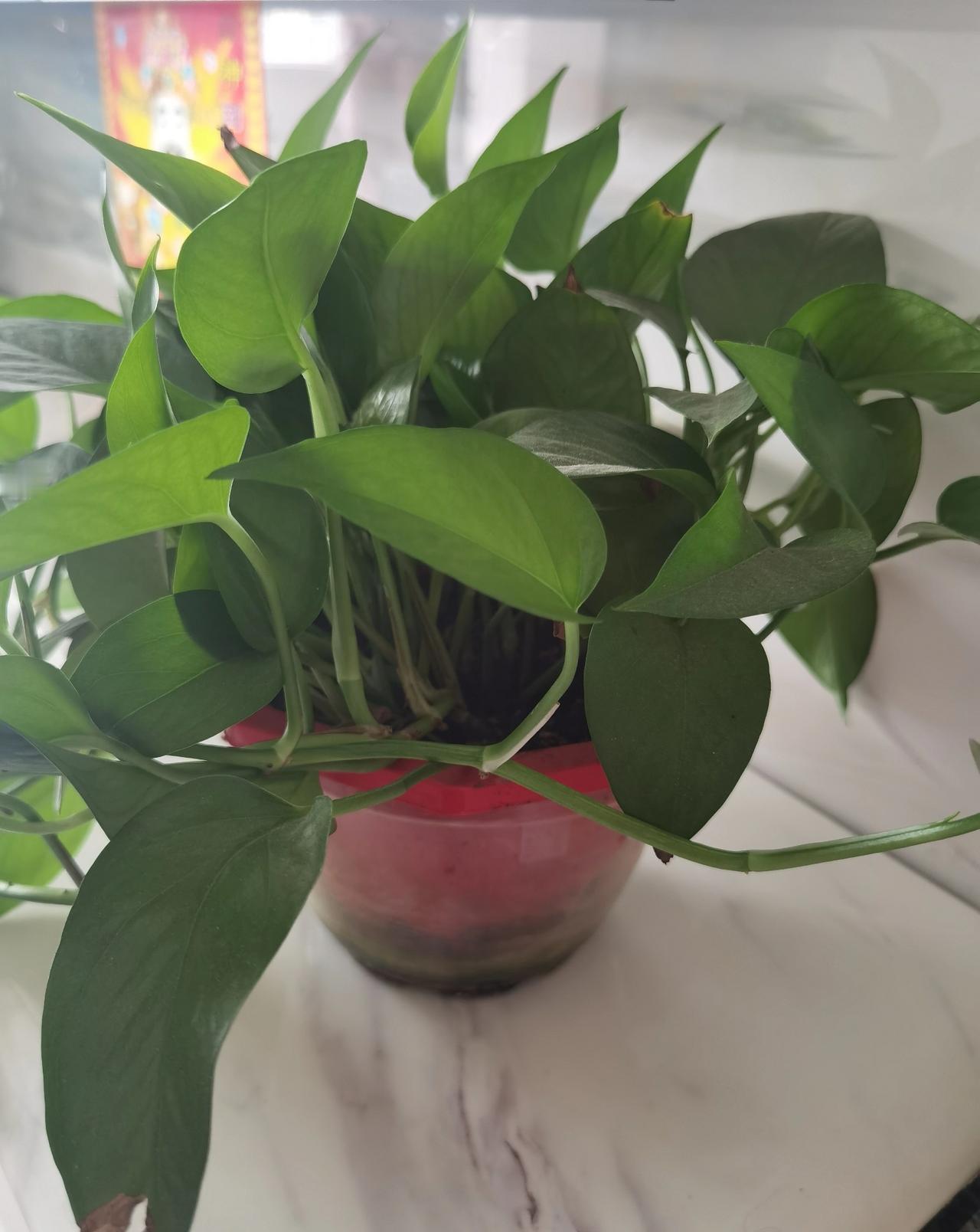 大家说，家里最好养的植物是什么？绿萝还是仙人掌？老妈想在家里养点植物，说