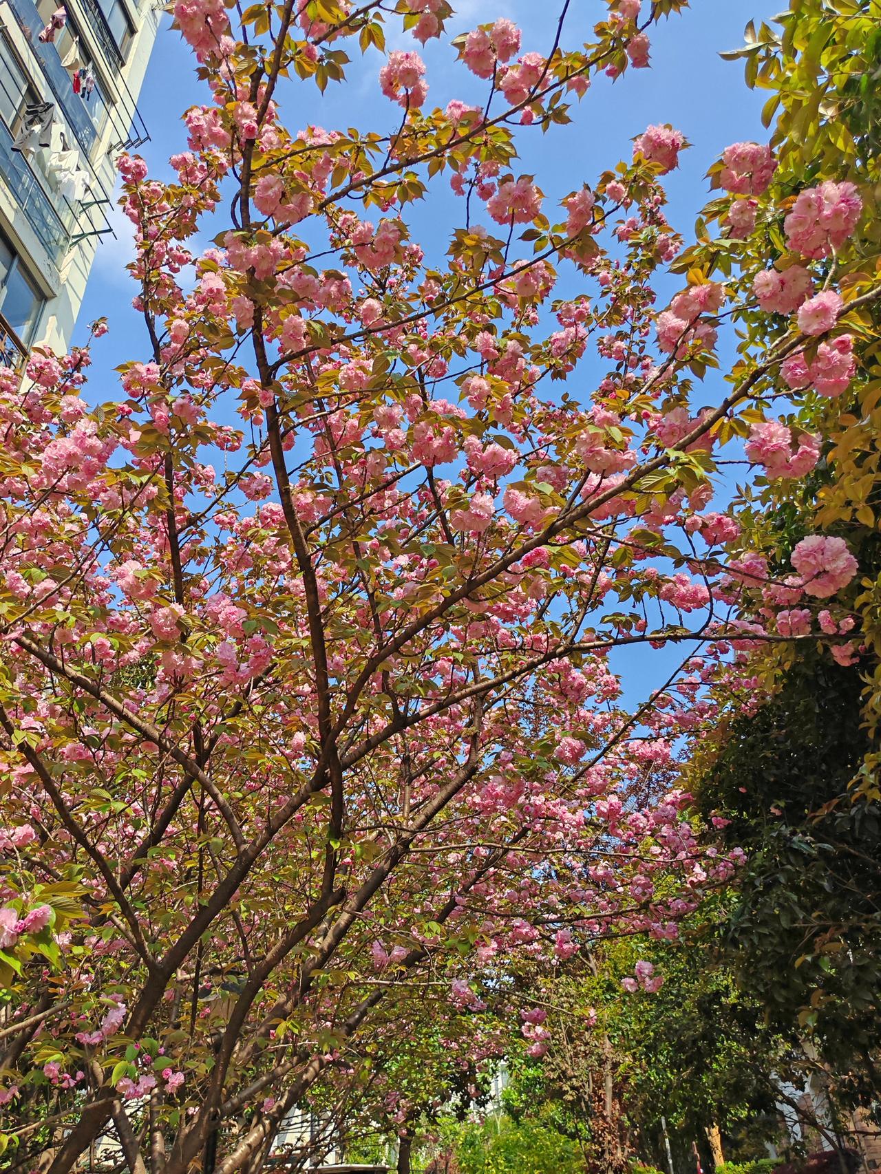 彩礼两个作用：一是弥补生育损伤；二是防止产后无人照顾时，可以雇人，望周知；2.