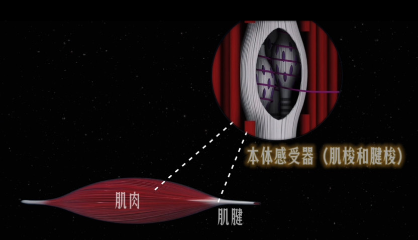 筋膜刀【不要暴力刮筋膜刀】很多朋友会觉得，治疗感到疼痛=有效果，包括不限于按摩