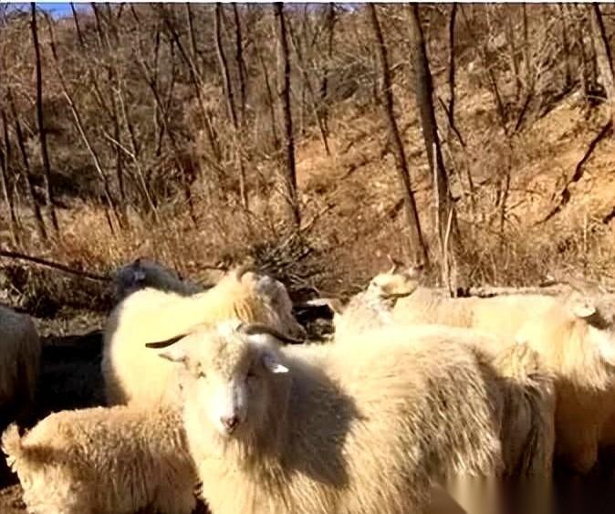 那一镢头砸下去，她以为自己这辈子完了。你想想看，1969年，一个18岁的北京姑