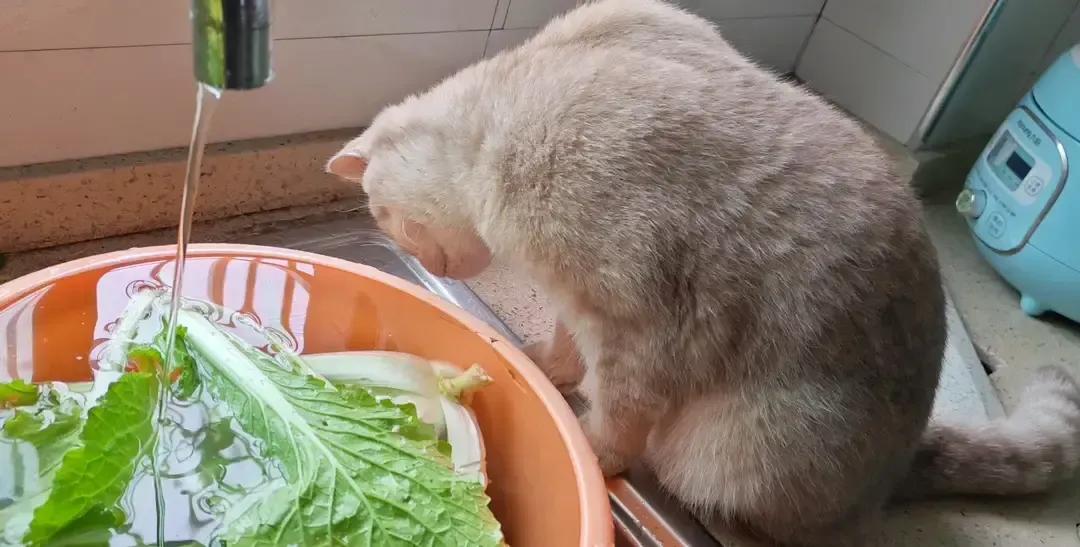 小老虎跳上灶台玩水那段我刷到三次，每次都被治愈。4月4号上午，主人在洗菜，它轻