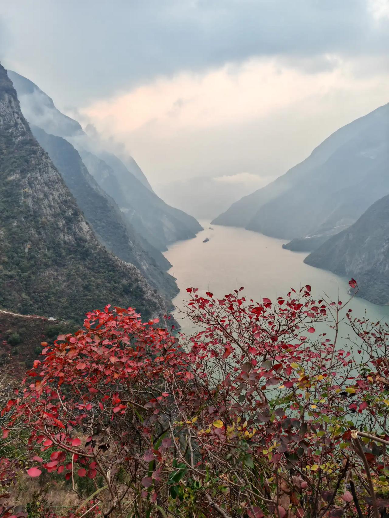想去三峡看红叶，可别直奔三峡之巅，那或许会让你失望，三峡最美红叶在三峡龙脊。这