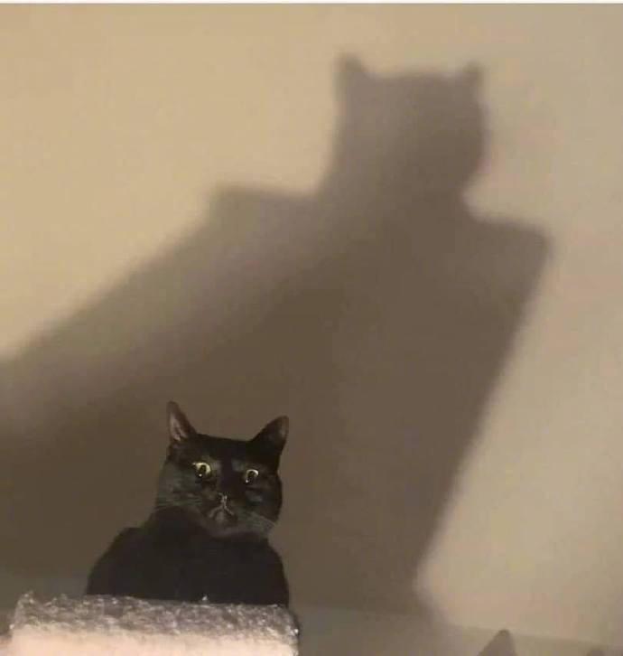 主人无意间发现了自家猫咪的真实身份
