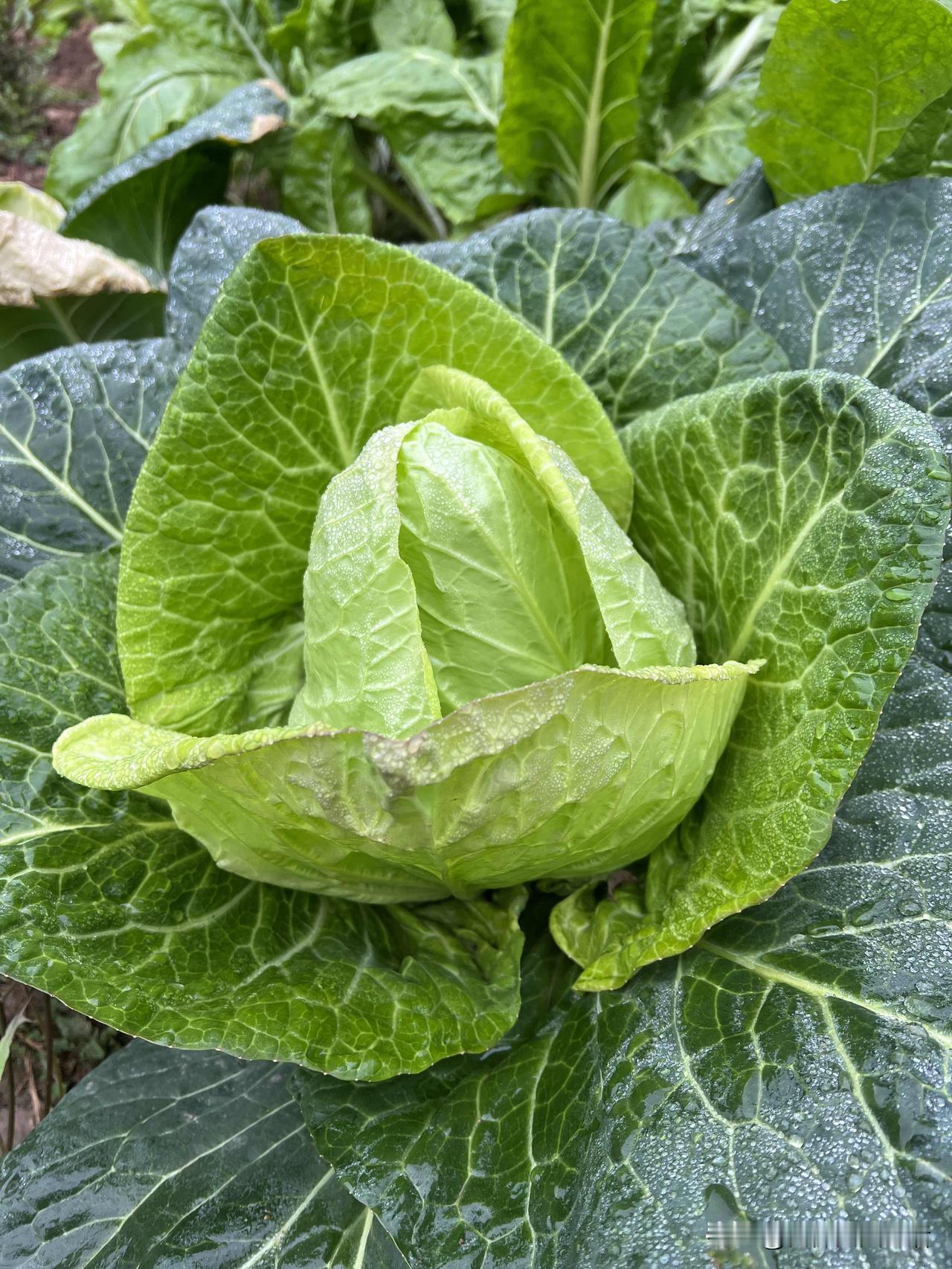 在四川的菜市场里，牛心菜算不上起眼的角色。它没有藤藤菜的水灵，不及儿菜的清甜，也