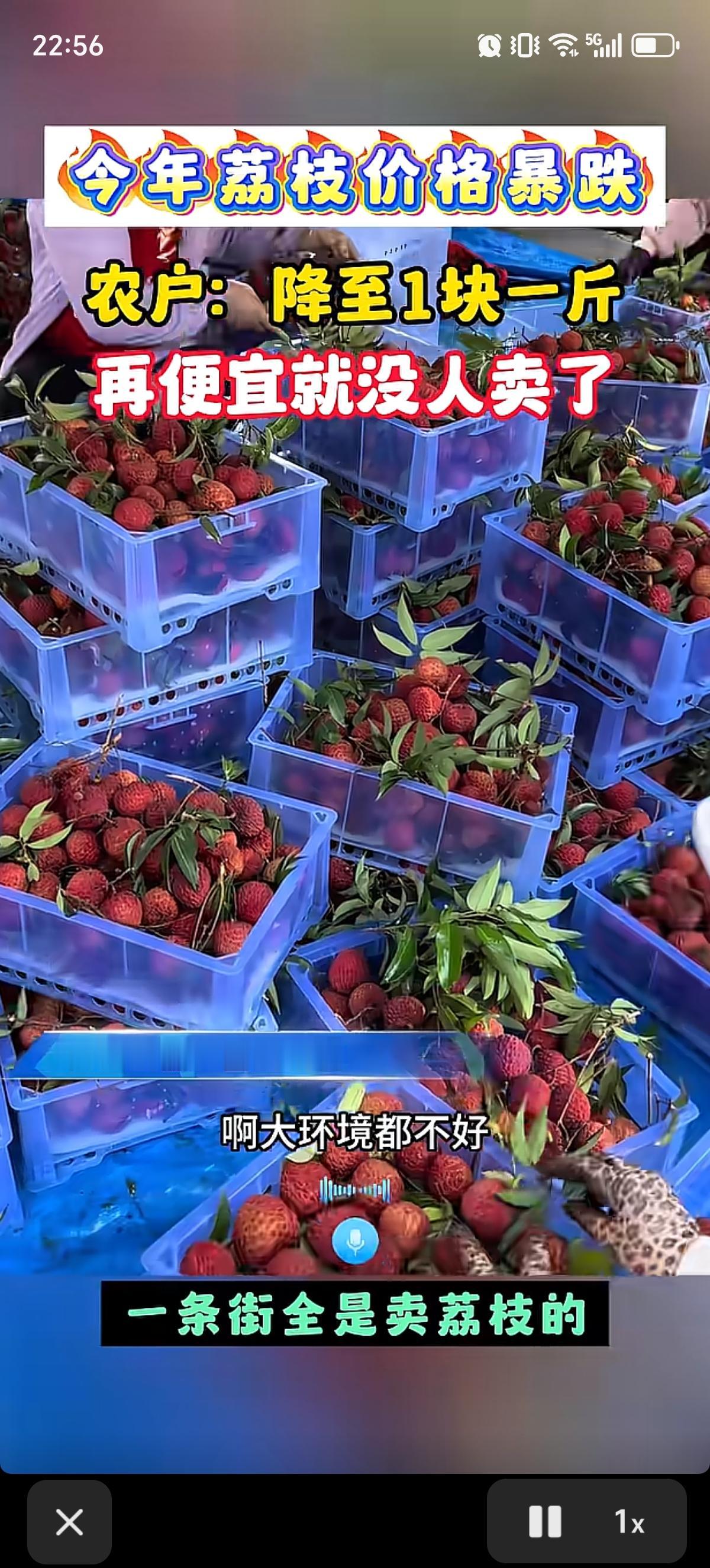 果农表示今年荔枝价格暴跌了，1块钱一斤，再不抓紧买就没人卖了。他直言：“亏的稀烂