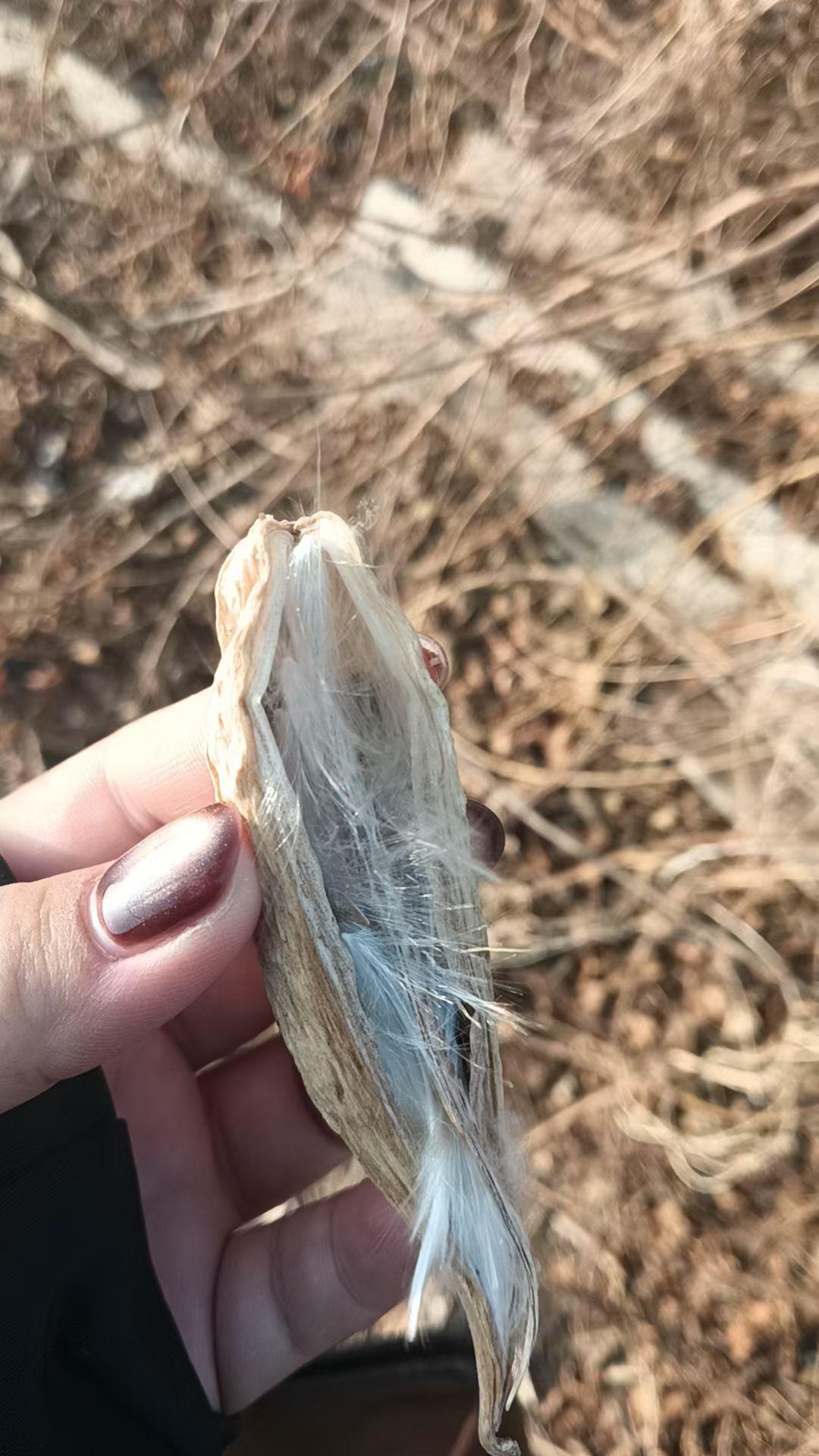 这个有知道叫什么名字的吗