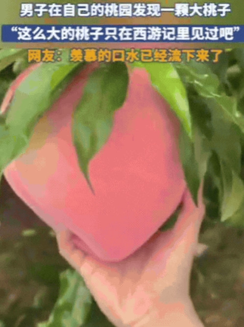 “彻底解释不清了！”山东，男子去果园摘桃子，不料，竟然发现了一颗大桃子，双手去抓