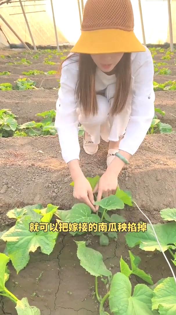 黄瓜整个种植期该如何管理？今天给大家详细说明一下。·首先黄瓜在苗期的时候，当黄