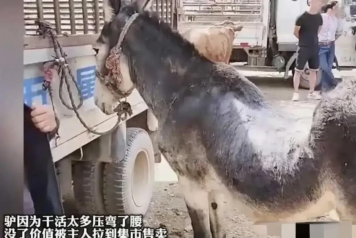 真是太可怜了！都已经成这样了，可主人还是没有放过它，而是将它带到集市给卖掉！集