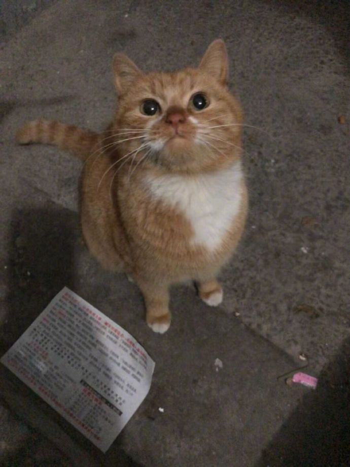 怎么会有这么可爱的流浪猫，嘟嘟嘴，圆圆眼，还是个女孩子哦