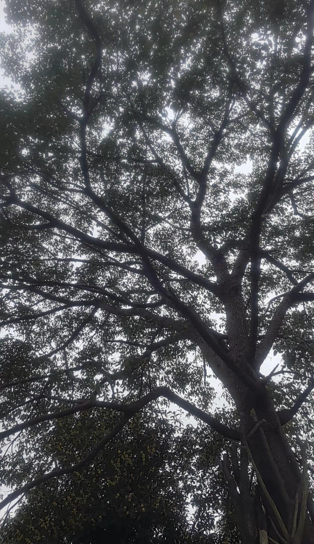 二婚男85年要求一婚女89年先怀孕再给彩礼,女士不同意,男士说怀孕半年后彩礼18