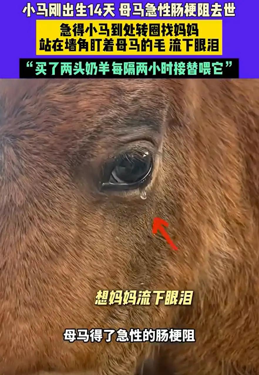 四川成都，男子家中的母马生了了小马后14天就因病去世，小马驹在马棚里追着妈妈的味