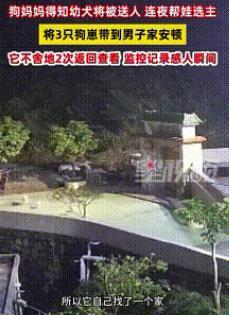 “解释不清了！”广东一男子家狗子生了四只小狗，顺口对狗子说了一句：“这太多了，送