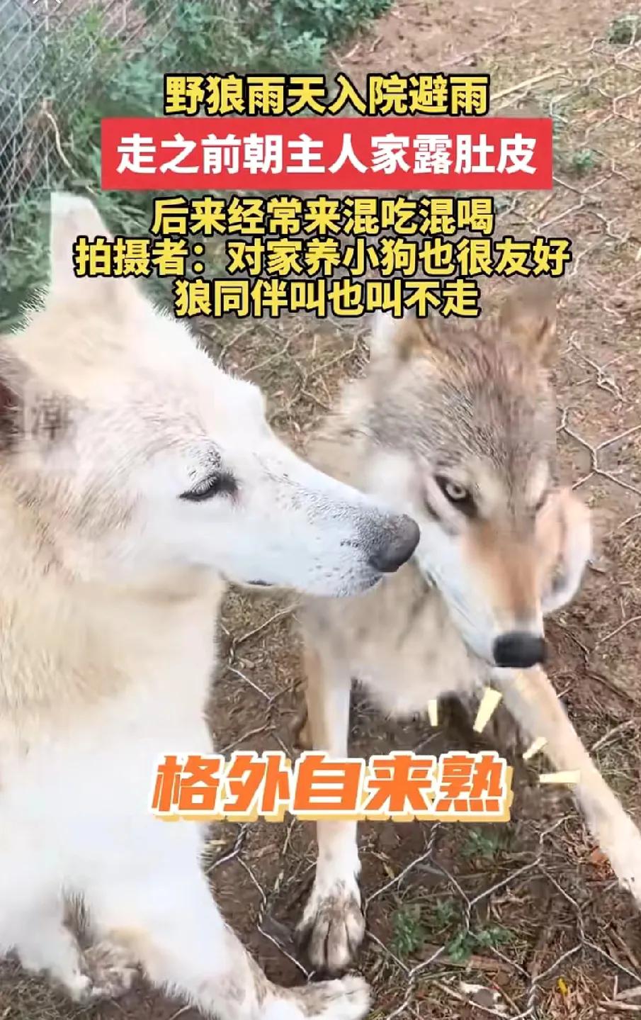 笑不活了！内蒙古，一只野狼下雨天跑进一户人家院子躲雨，谁知临走还对着人翻肚皮示好